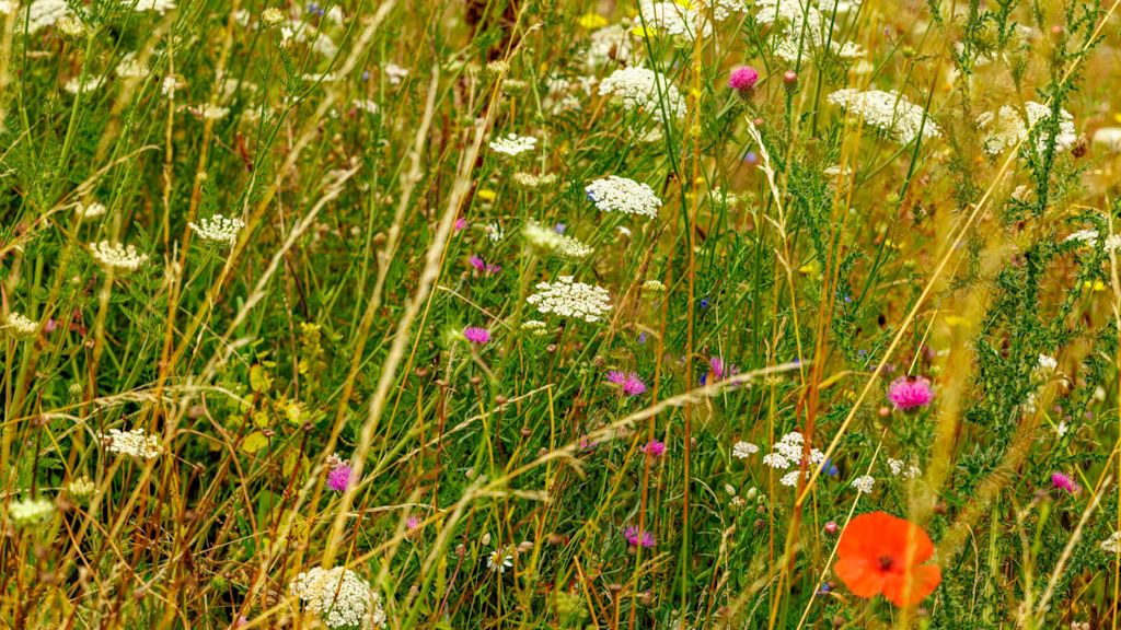 Blühende Wildblumenwiese.