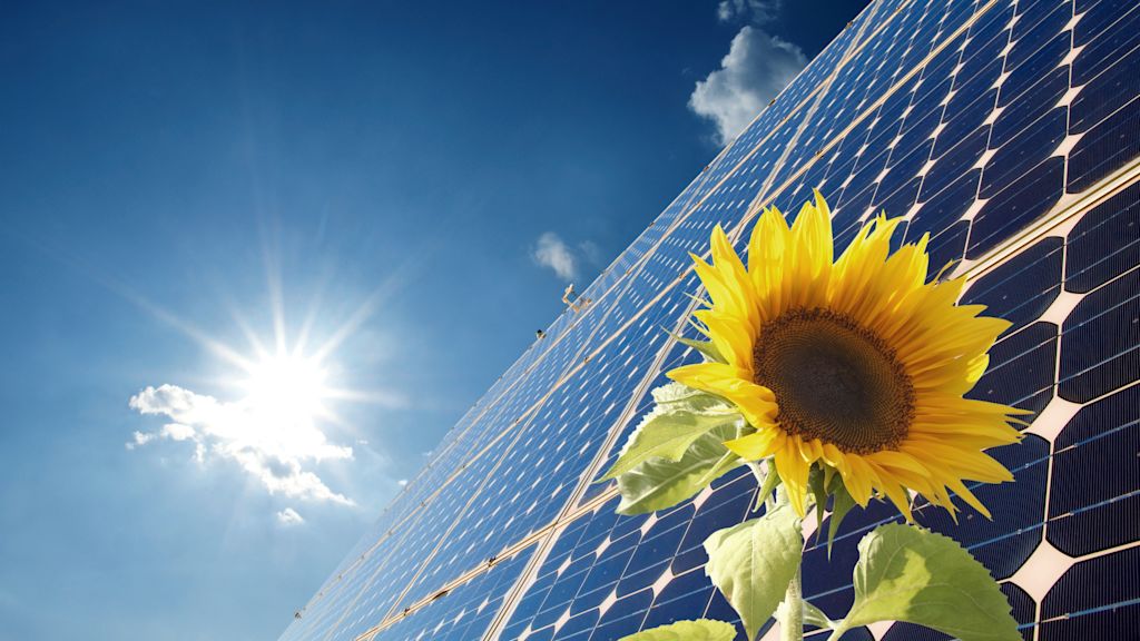 Sonnenblume vor Solarpaneelen bei Sonnenschein.