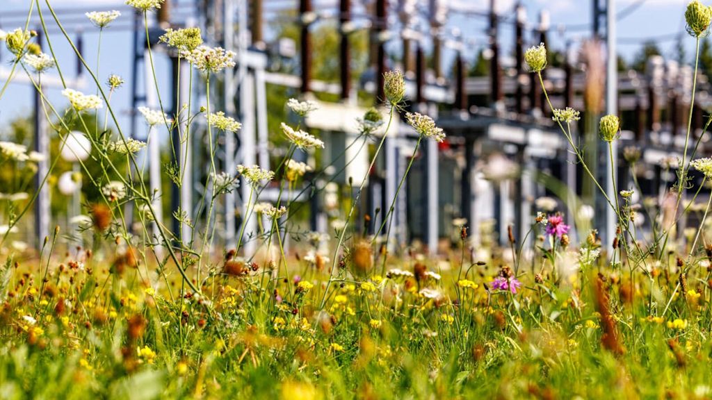 Blühwiese mit verschiedenen Wildpflanzen im Vordergrund. Im Hintergrund ist ein Umspannwerk zu sehen – Symbol für den Beitrag von Netze BW zur Artenvielfalt auf Betriebsflächen.