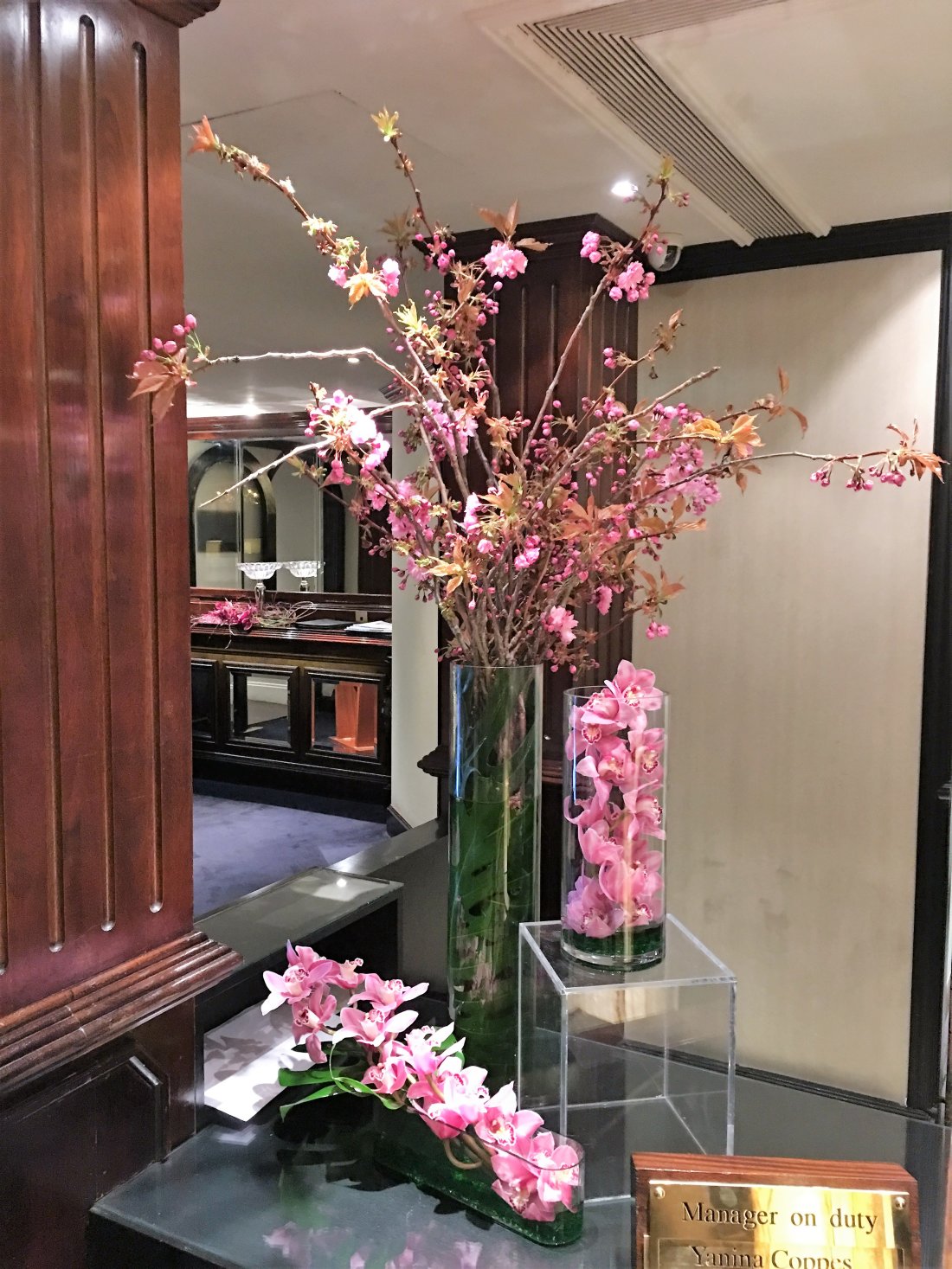 pink-cymbidium-orchids-spring