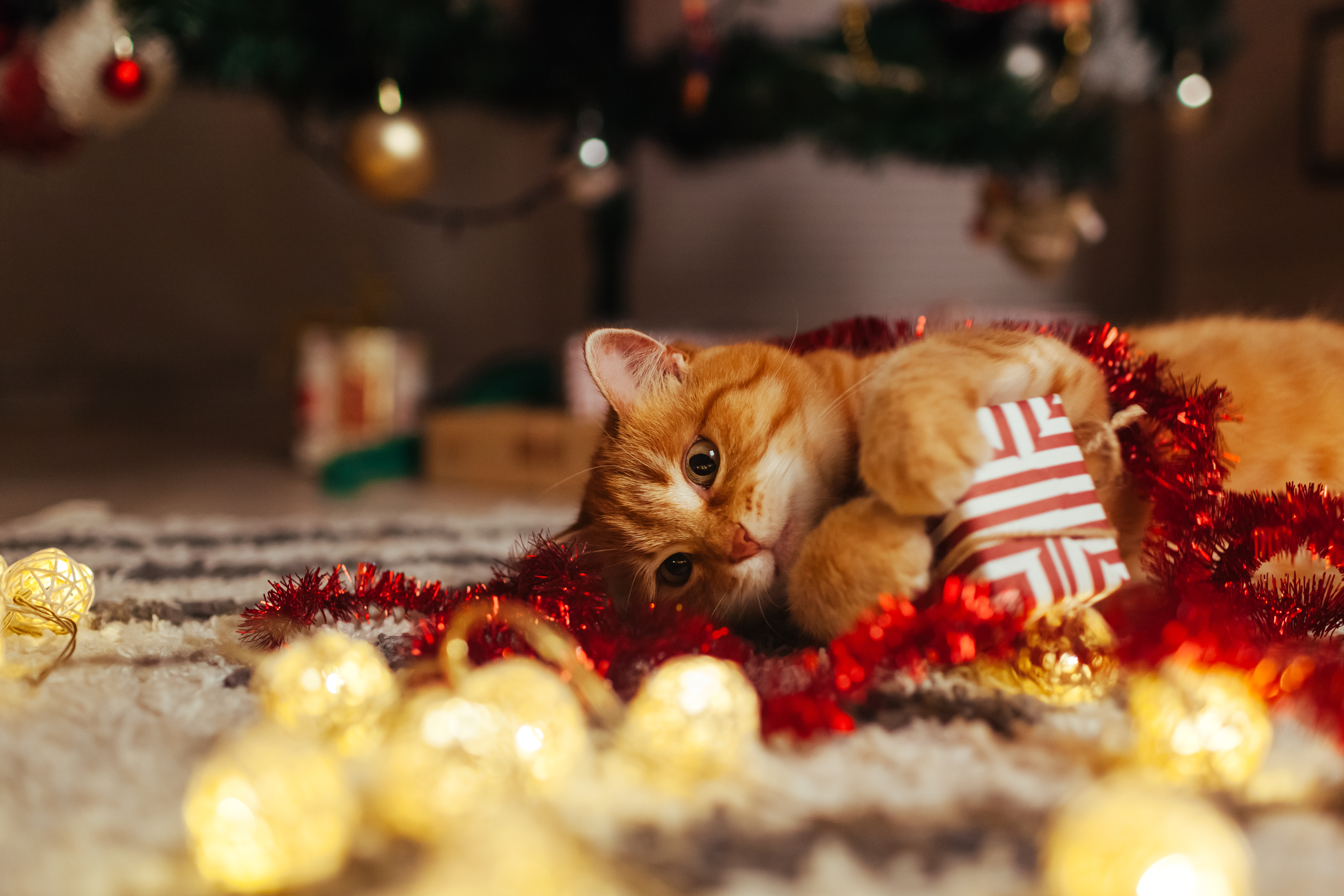 Image for The Best Gifts for Cat Lovers