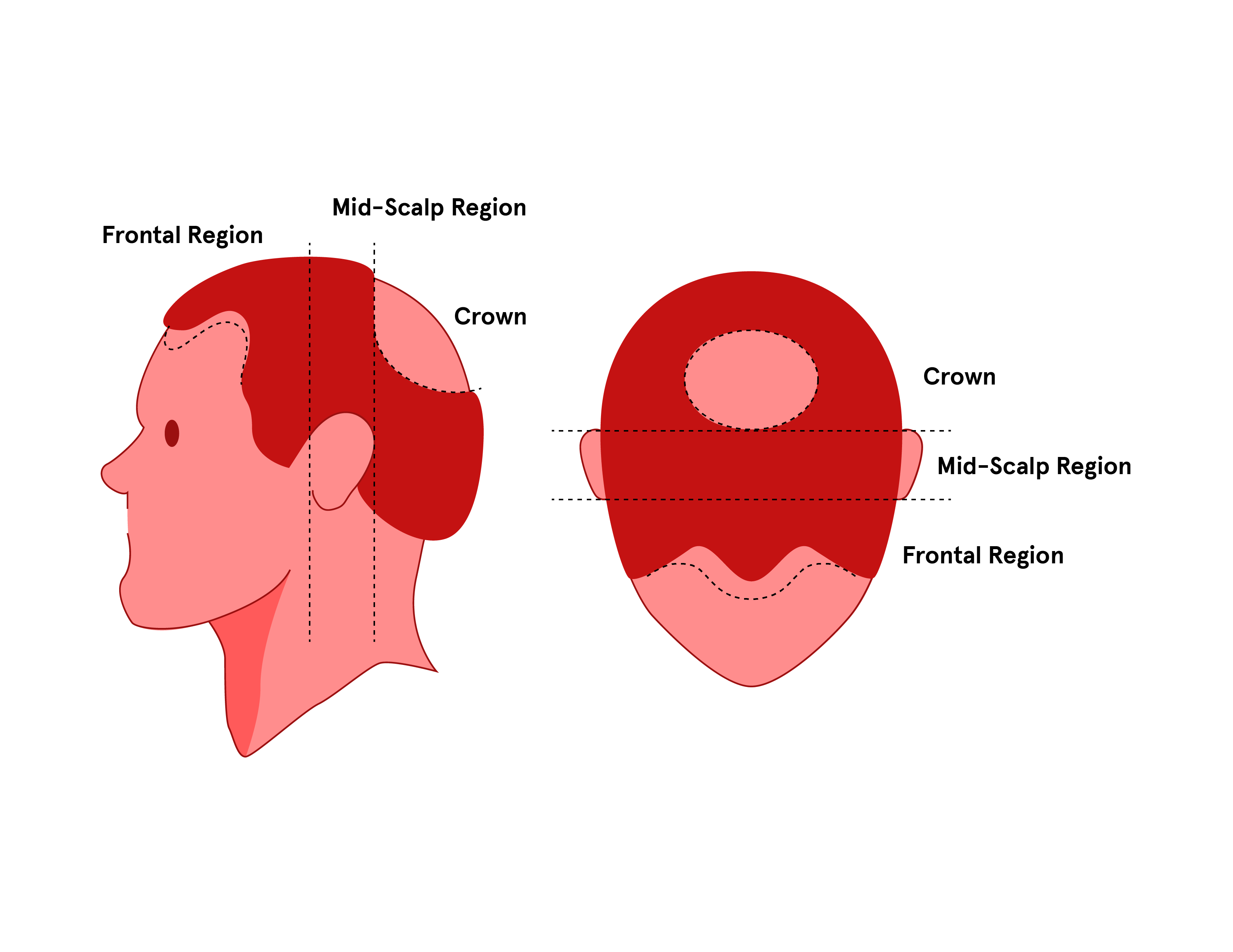 parts of the head illustration
