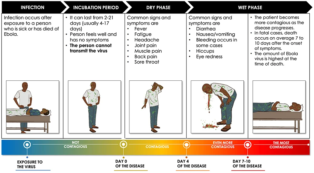 An infographic showing the stages of Ebola infection and when a person is infectious to others