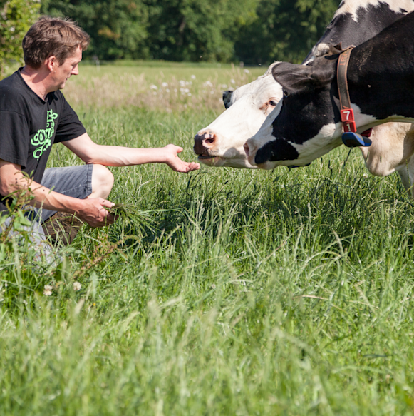 Vaches aux paturages