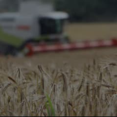 Grain field and combine harvester