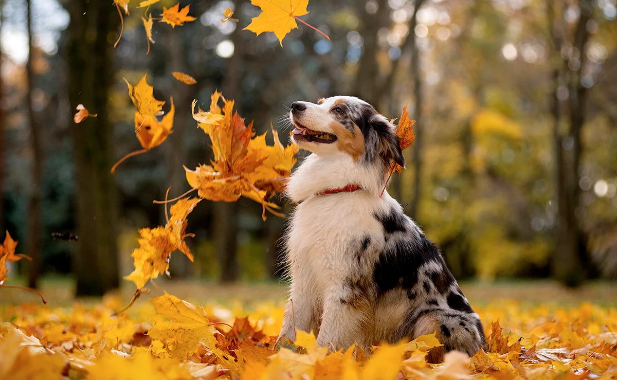 dangers-chien-automne