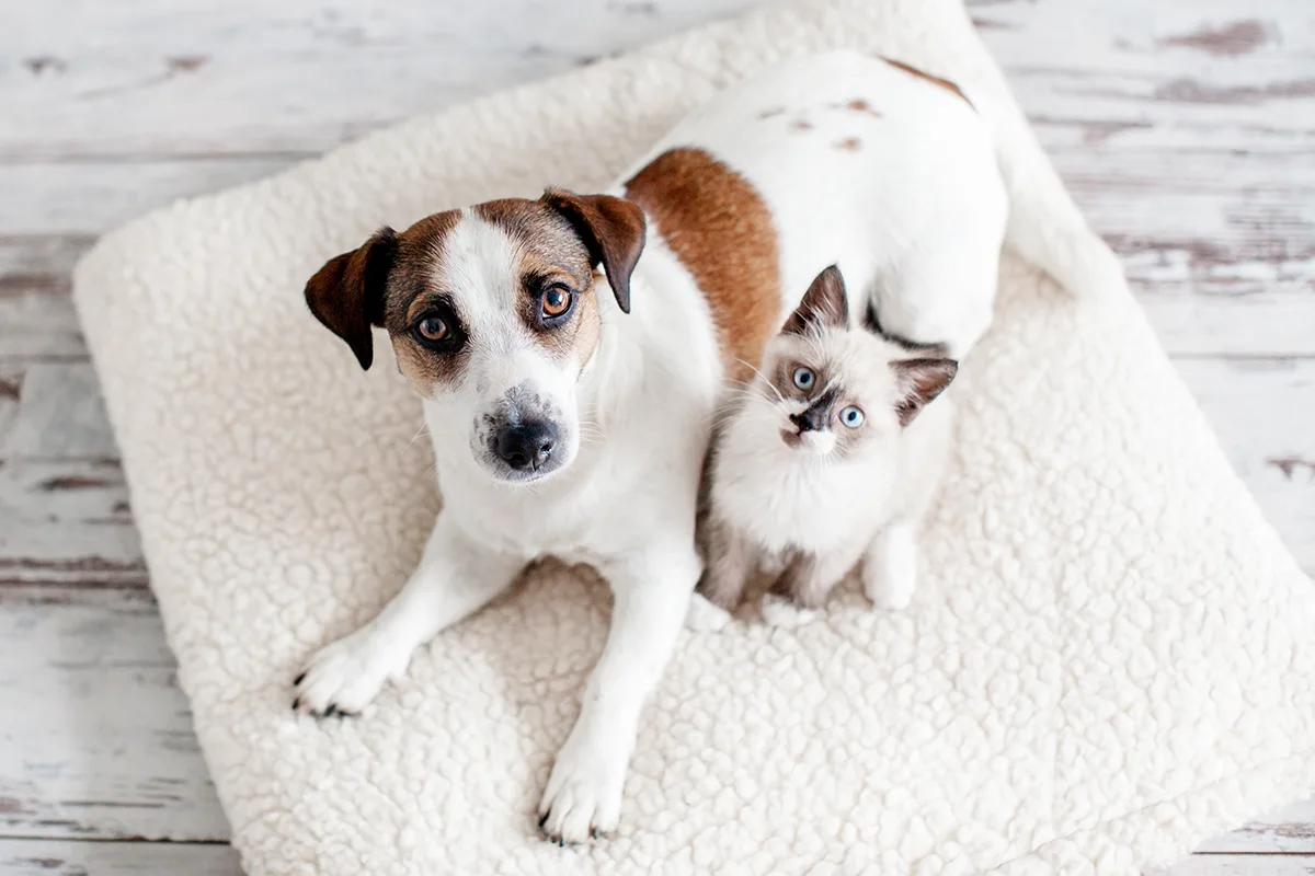 chien-chat-attraper-des-poux