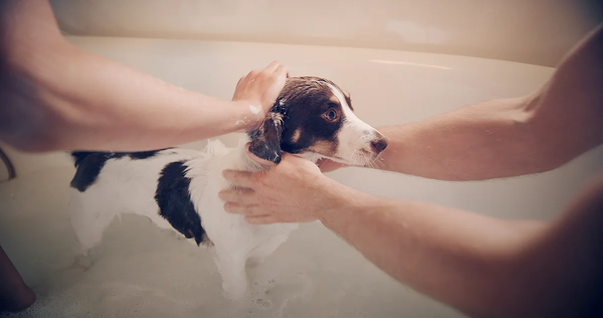 laver-son-chien-sans-stress