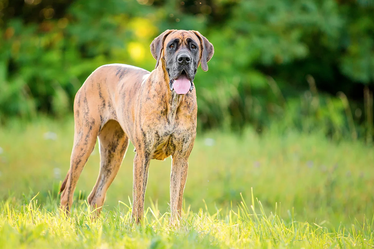 le-dogue-allemand-le-geant-au-coeur-tendre