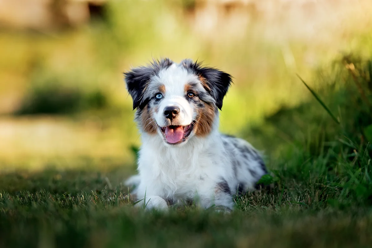 le-berger-australien-un-compagnon-loyal