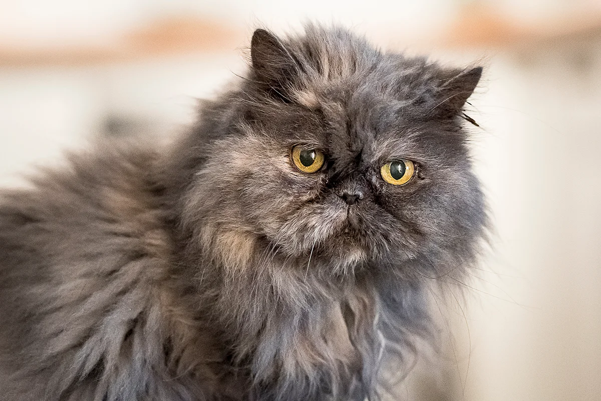 le-persan-le-chat-100-calin