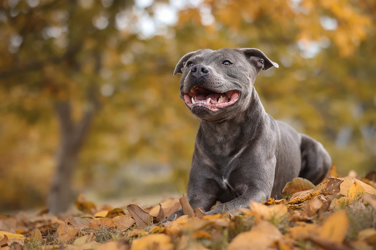 le-staffordshire-bull-terrier-dit-le-staffie