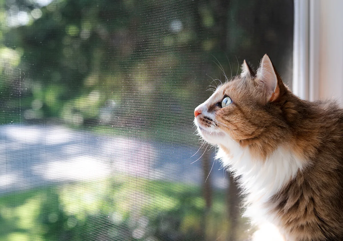 mon-chat-mange-des-mouches