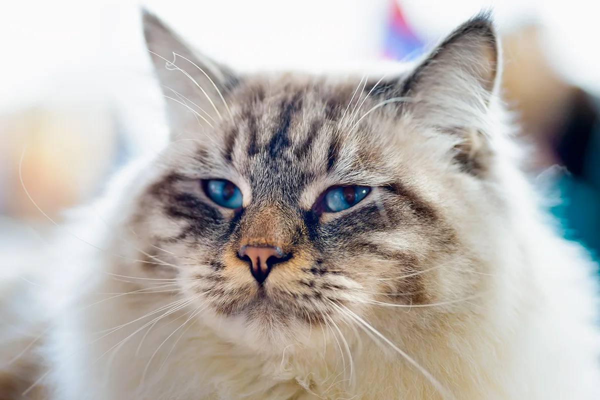 le-ragamuffin-le-chat-qui-adore-les-calins