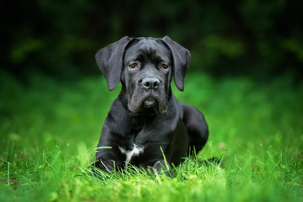 le-cane-corso-elegance-et-noblesse