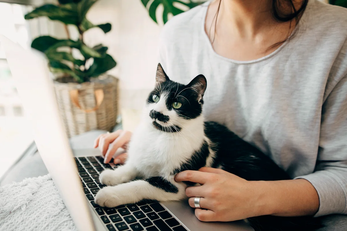 télétravailler-avec-son-chat