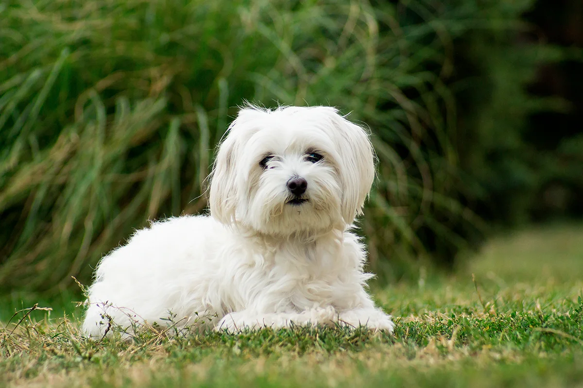 le-bichon-maltais-un-petit-chien-sociable