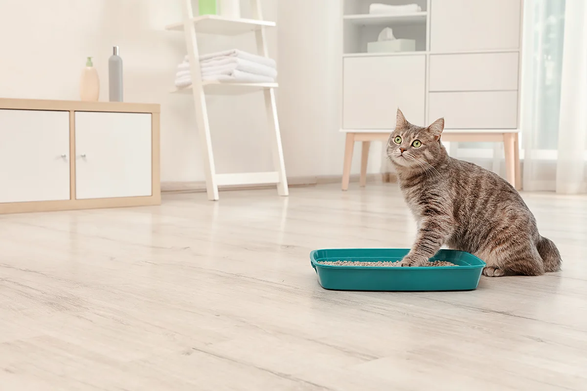 la-cystite-chez-le-chat-causes-symptomes-et-traitement