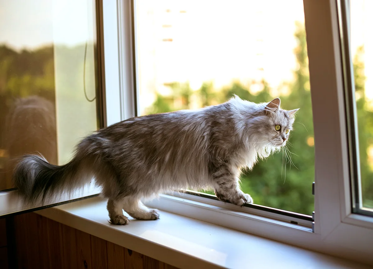journée-internationale-du-chat