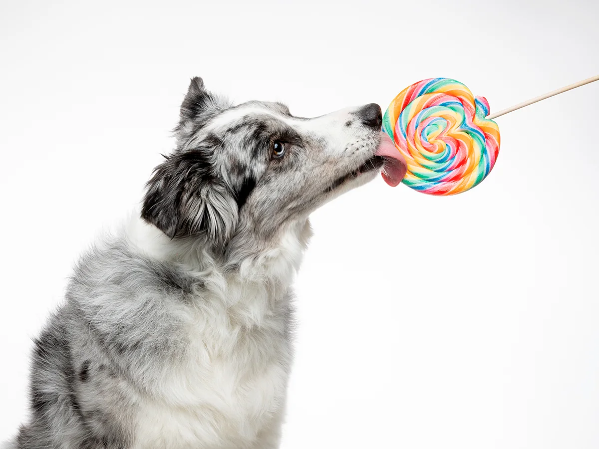 mon-chien-a-mangé-des-bonbons