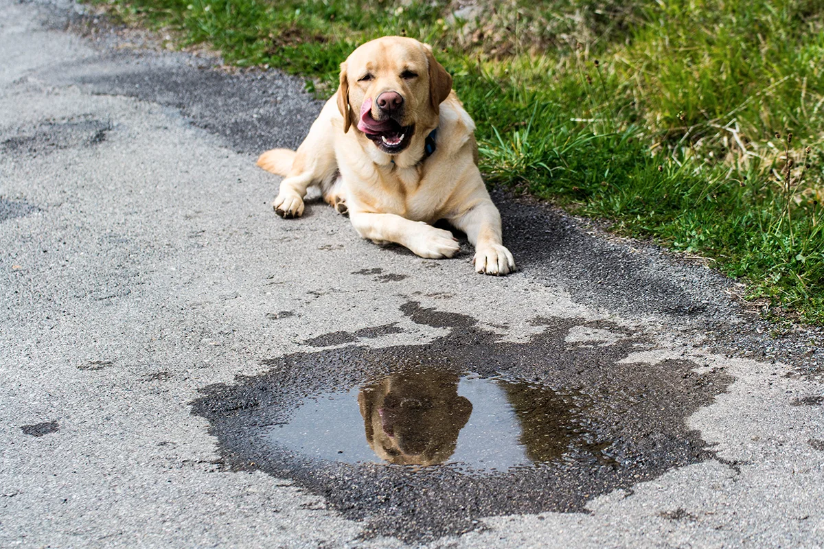 leptospirose-chez-le-chien-causes-symptomes-et-traitement
