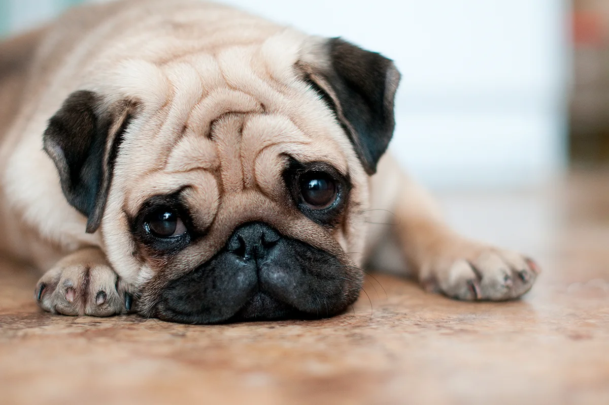 carlin-le-chien-qui-charme-toutes-les-generations