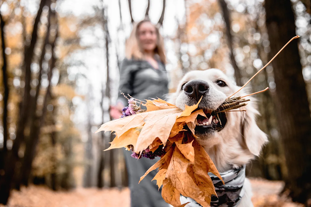 chien-en-automne