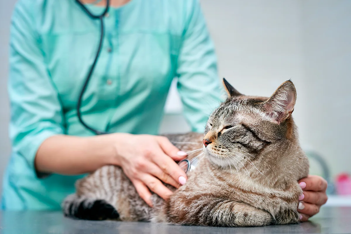linsuffisance-renale-chez-le-chat-causes-symptomes-et-traitement