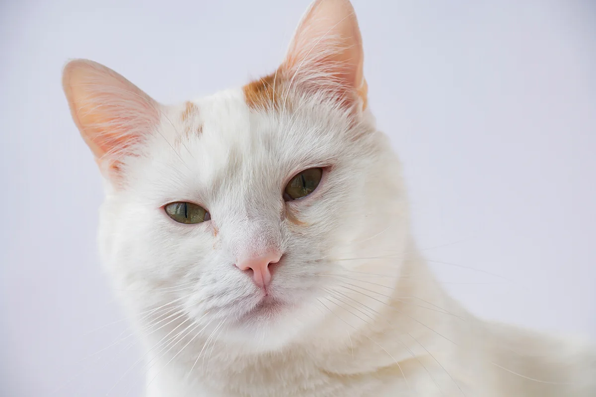 le-coronavirus-chez-le-chat-causes-symptomes-et-traitement