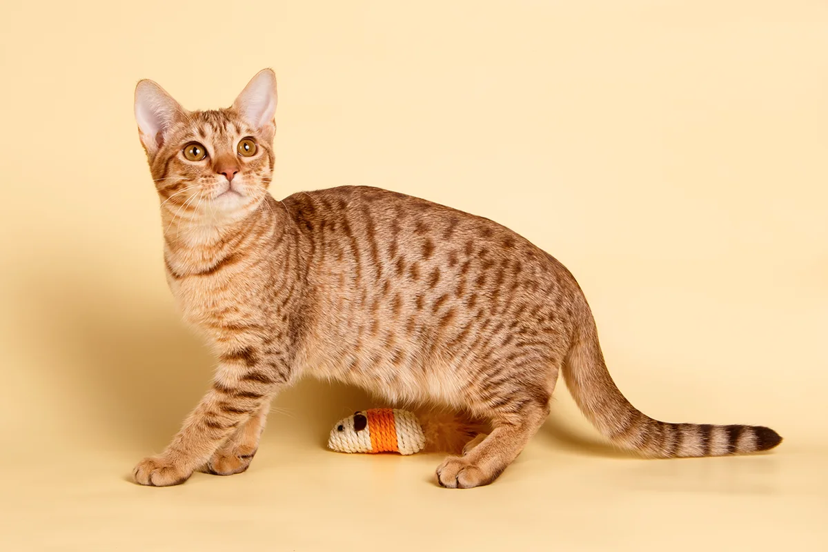 locicat-le-chasseur-de-canape