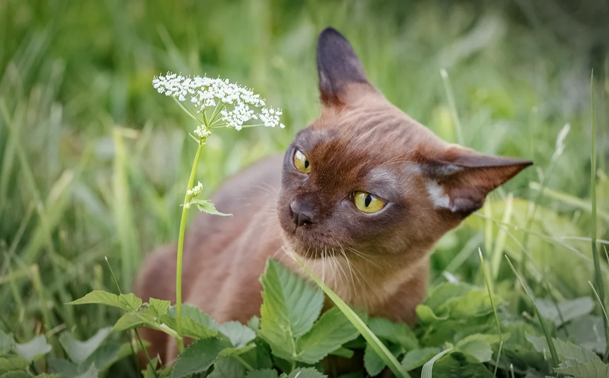 asian-portrait-dun-chat-a-la-fois-elegant-et-sociable