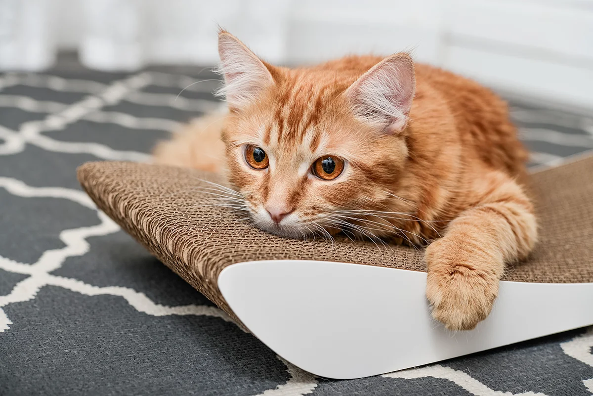 chat-eau-de-javel