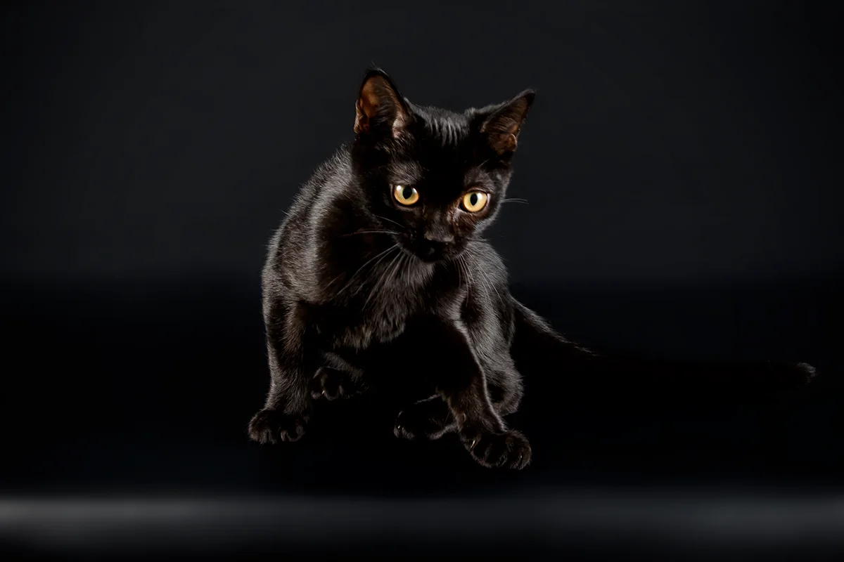 bombay-le-chat-noir-bombay-au-charme-felin