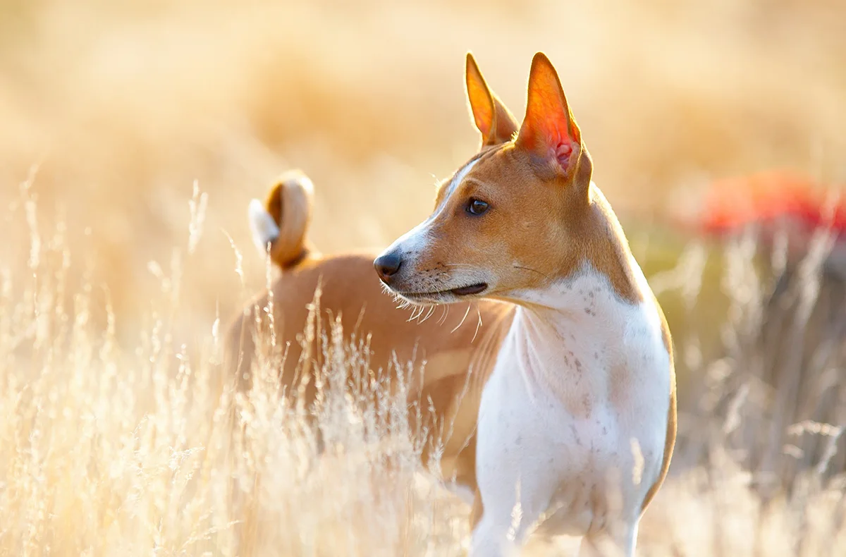 le-basenji-le-plus-felin-des-chiens