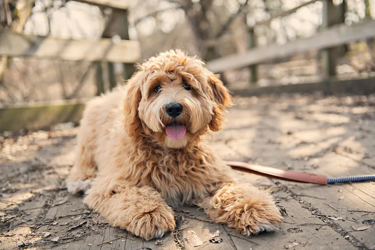 le-labradoodle-un-compagnon-etonnant