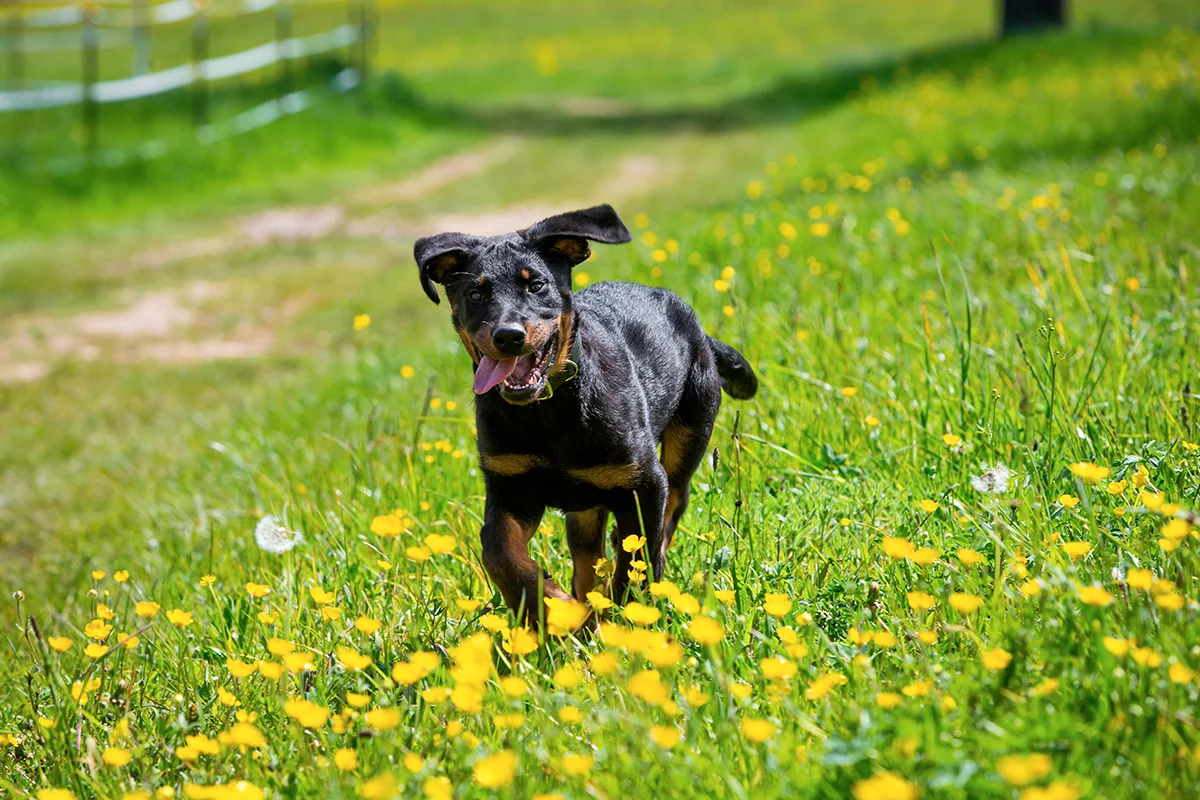 le-beauceron-force-et-intelligence-au-service-du-berger
