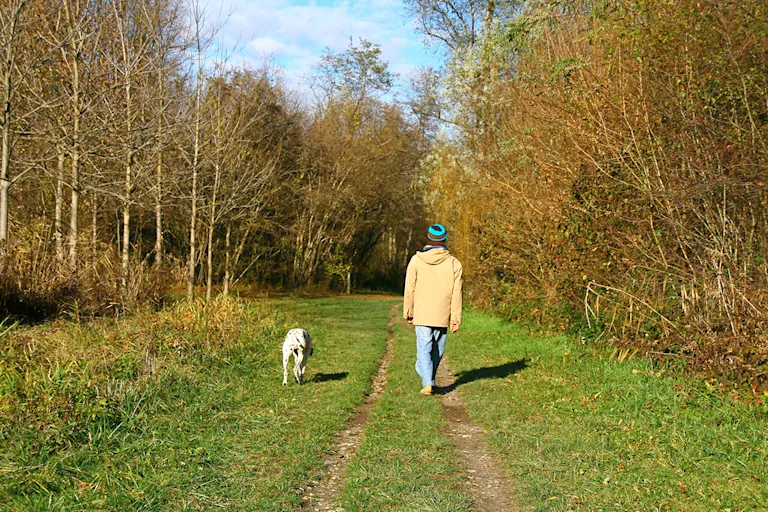 race-de-chien-facile-a-eduquer