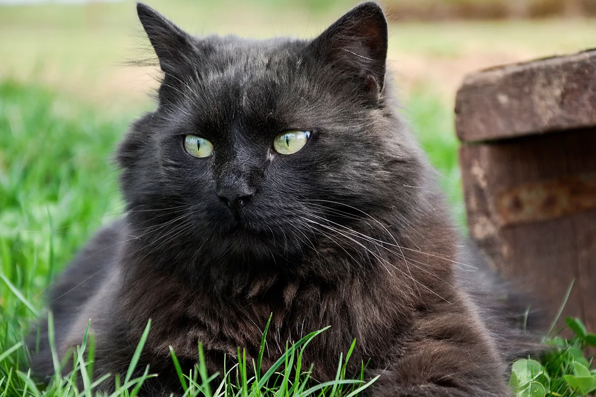 tiffany-lelegance-et-la-douceur-reunies-chez-un-chat-de-caractere