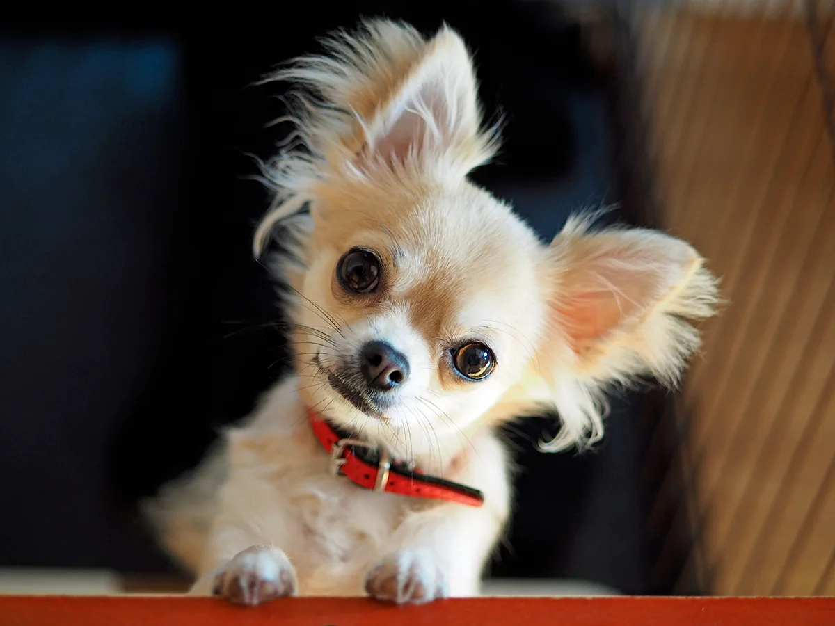 chihuahua-un-petit-chien-au-grand-caractere