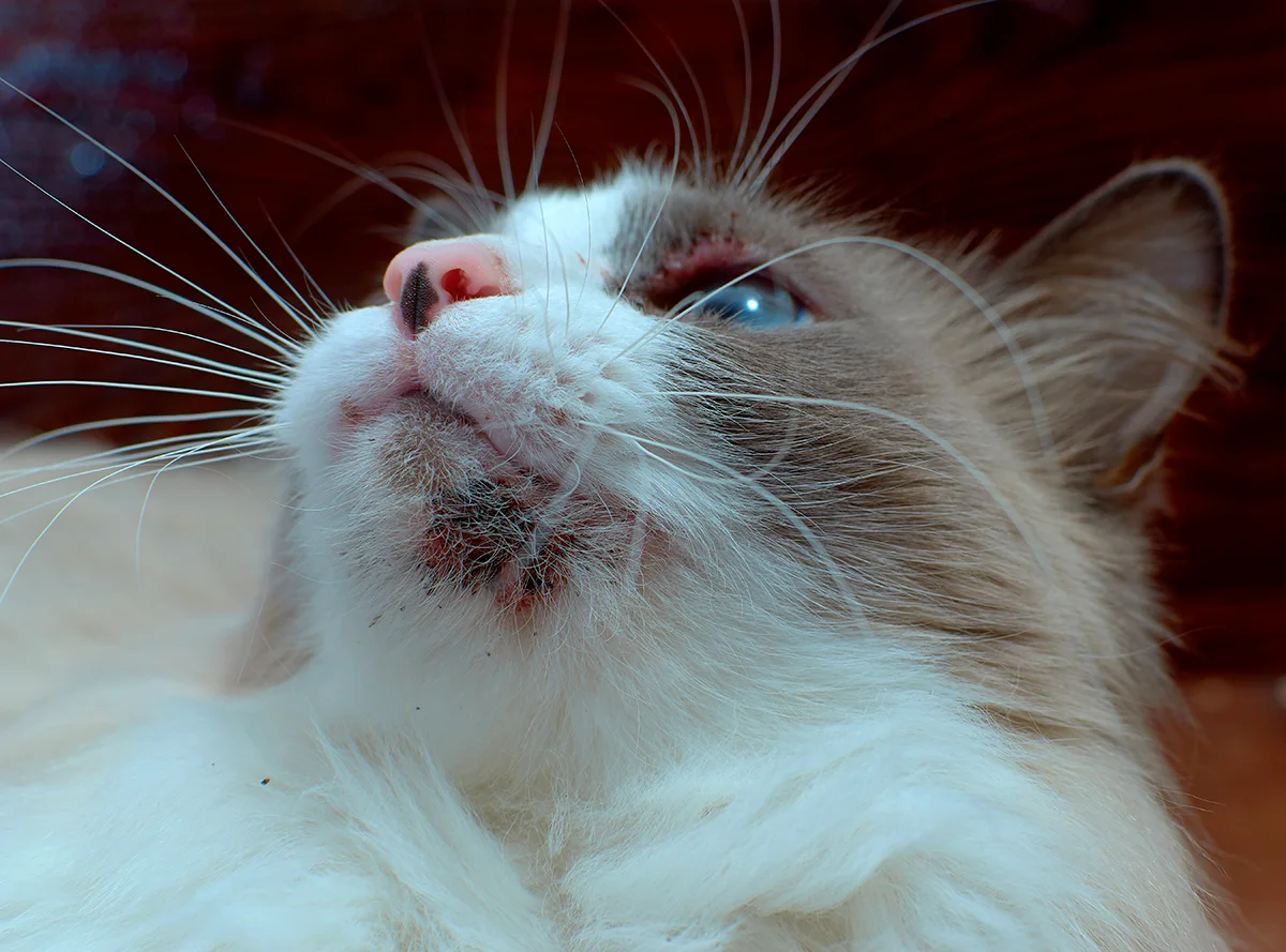 lacne-du-chat-causes-symptomes-et-traitement