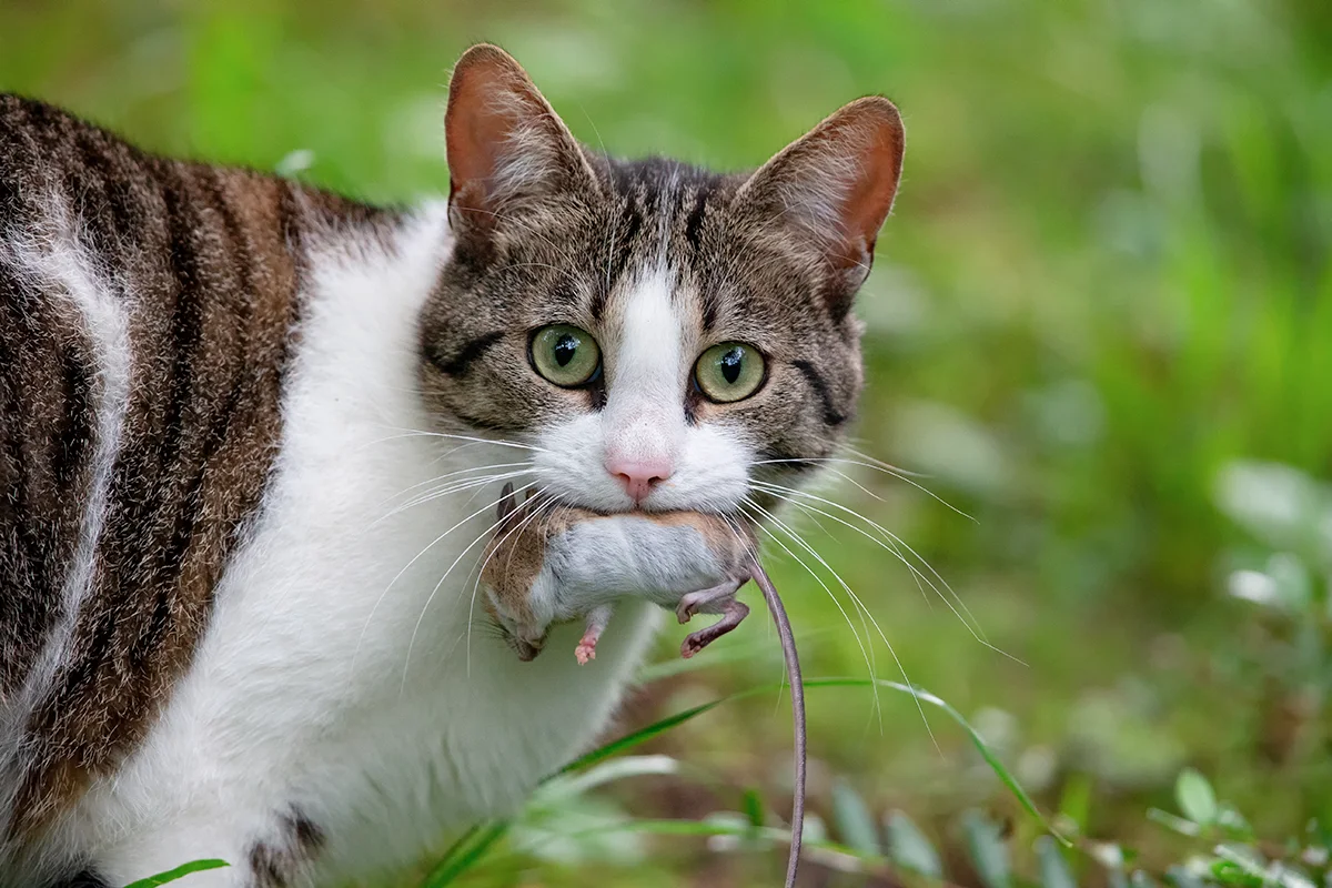 chat-ramène-proies
