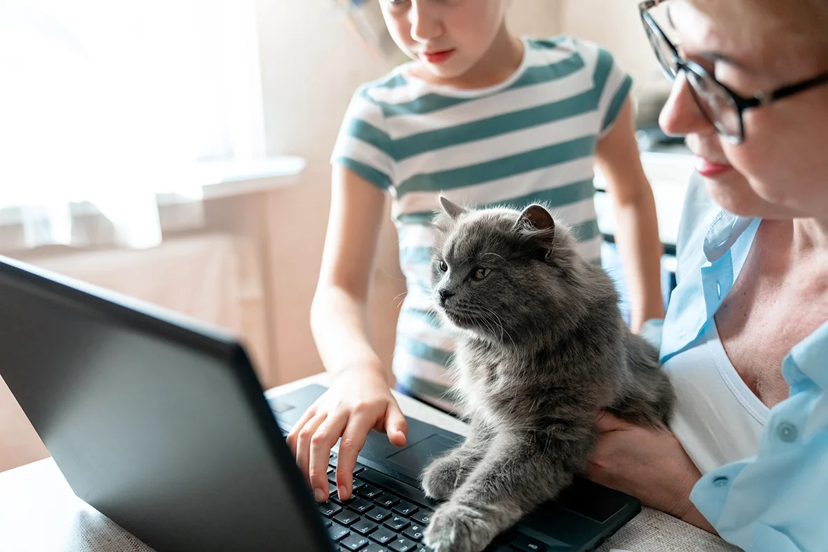 Figo meilleure assurance pour chat
