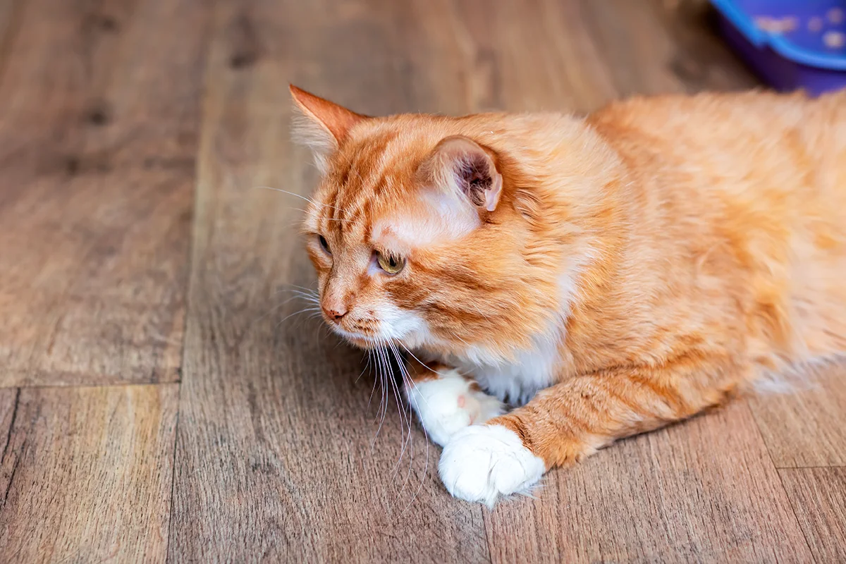 chat-qui-bave