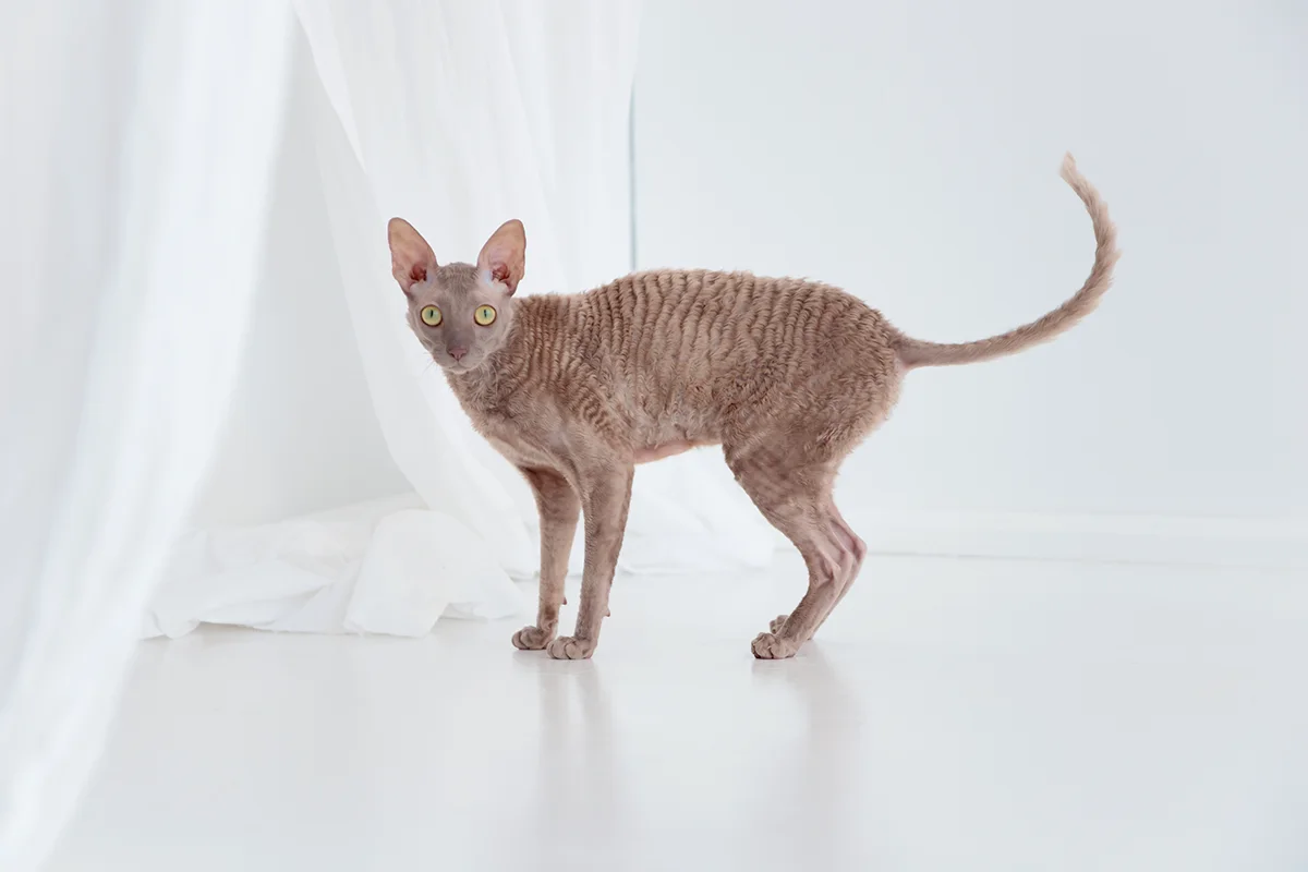 le-cornish-rex-le-frise-qui-ne-tient-pas-en-place