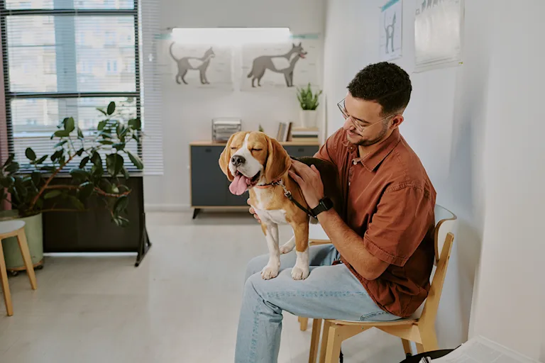 lintoxication-chez-le-chien-causes-symptomes-et-traitement