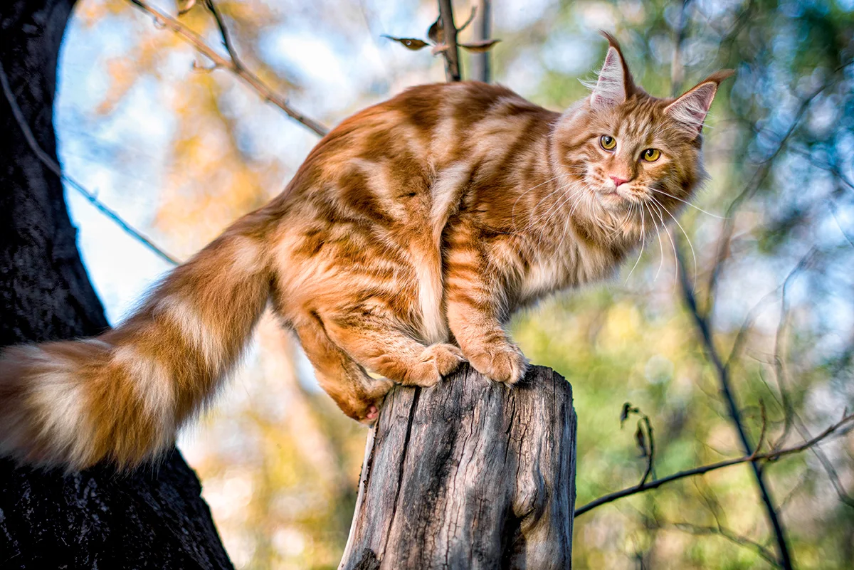 le-maine-coon-un-geant-au-coeur-tendre