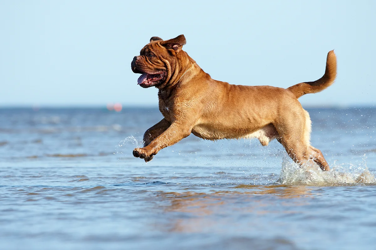 le-mastiff-le-geant-au-grand-coeur