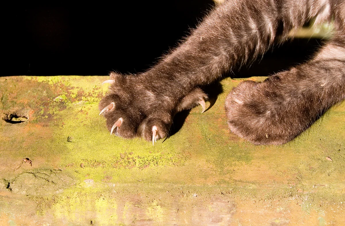 la-maladie-des-griffes-chez-le-chat-causes-symptomes-et-traitement