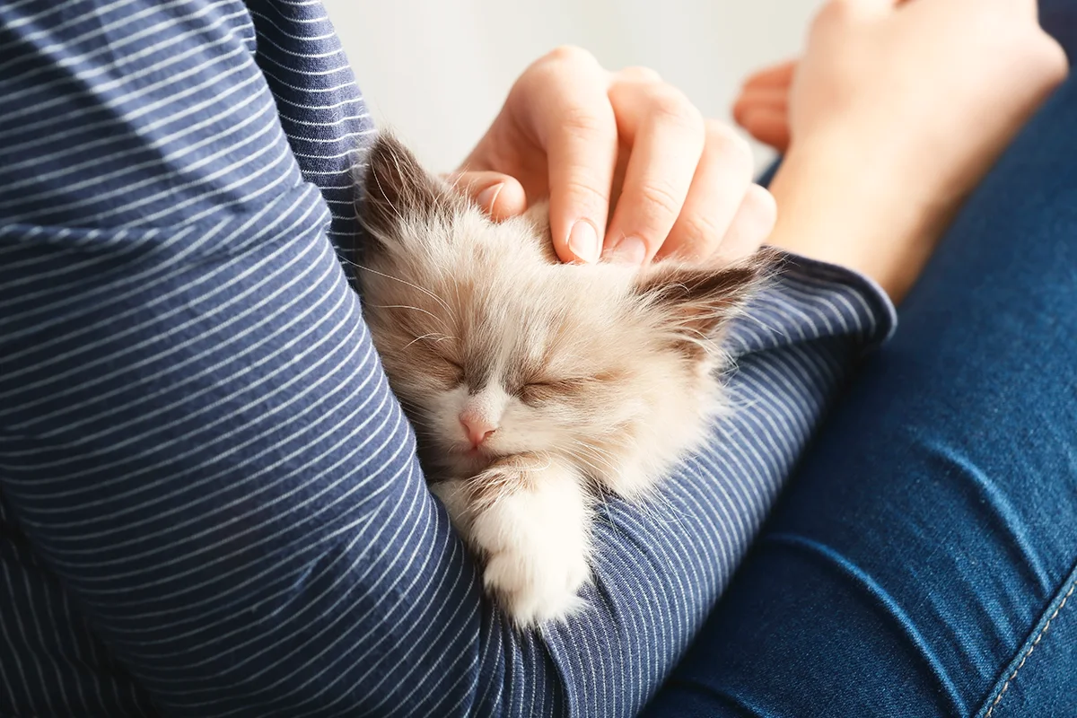 accueillir-un-chaton