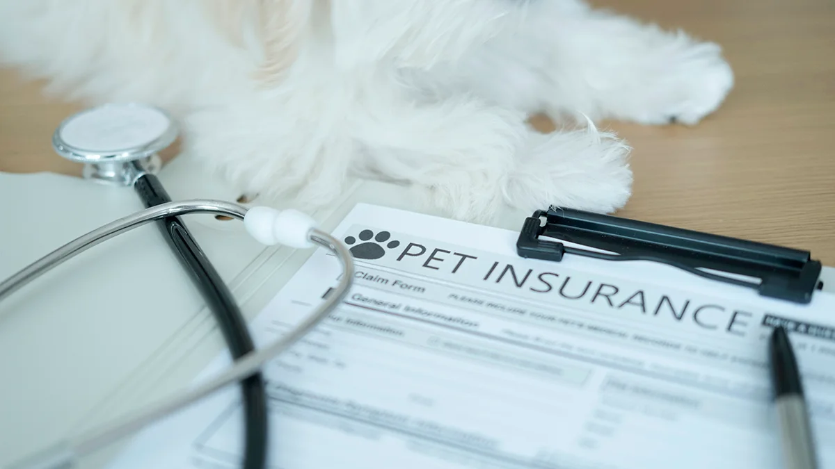 Figo assurance pour chien pas chère